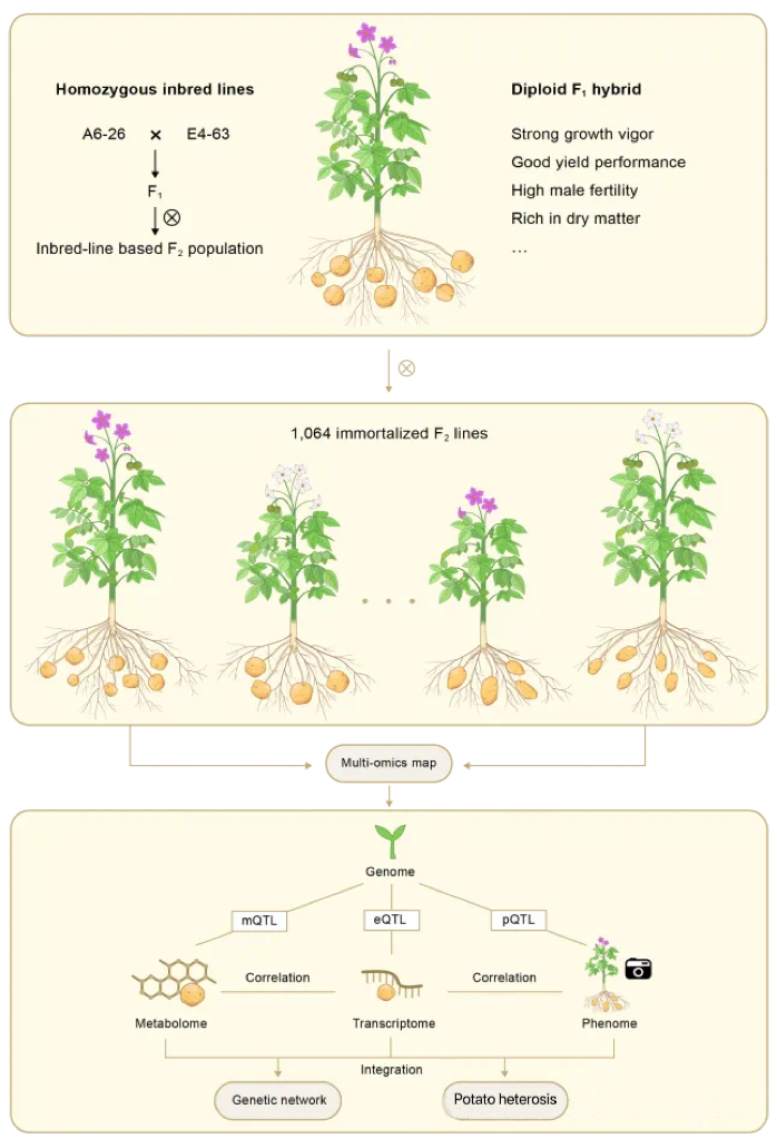 高通量表型组技术助力马铃薯育种突破：揭示雄性育性与产量遗传机制